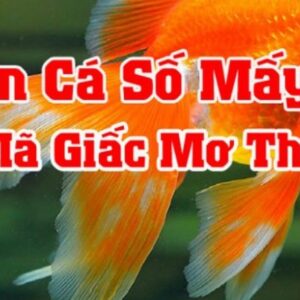 Giãi mã giấc mơ thấy cá