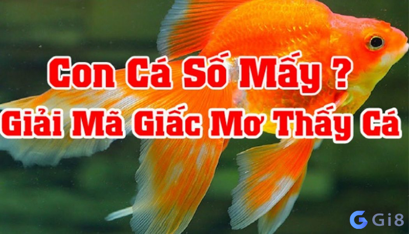 Tìm số may mắn trong giấc mơ thấy cá là số mấy