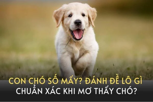 Số đề con chó số mấy là chính xác nhất?