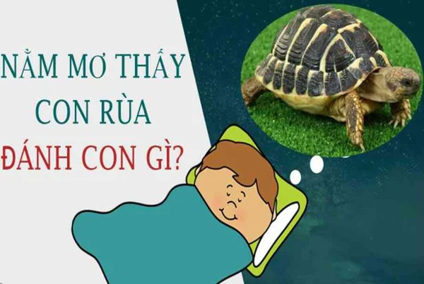 Con rùa số mấy - Nằm mơ thấy con rùa thì nên đánh con gì cho hiệu quả?