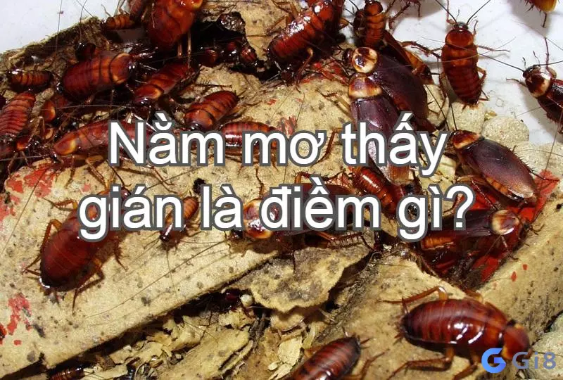 Con gián số mấy? Mơ thấy gián là điềm báo gì? 