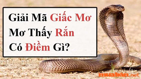 Ý nghĩa của giấc mơ thấy rắn là như thế nào? Mơ con rắn đánh con gì?