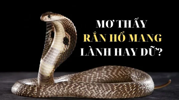 Mơ thấy rắn hổ mang trắng đánh con gì cho hiệu quả