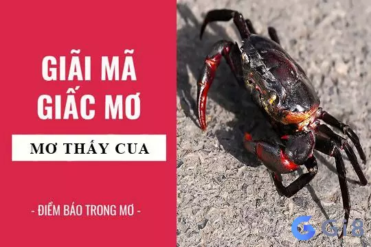 Nằm mơ thấy cua là điềm báo gì? 