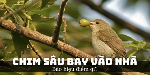 Thấy chim sâu bay vào nhà là điềm tốt hay xấu