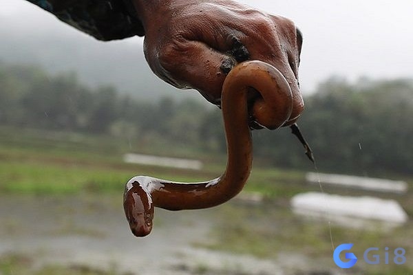  mơ thấy con lươn số mấy