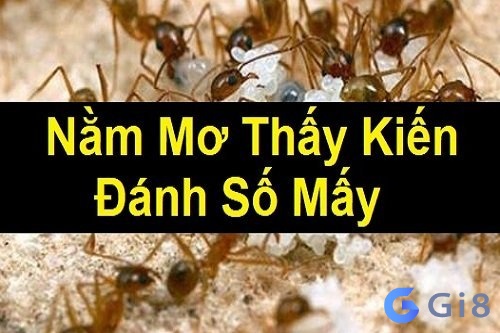 Mo thay con kien đánh số gì để đổi đời?