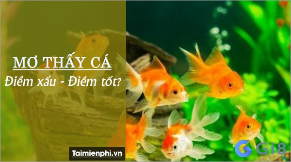 Con cá đánh số mấy? bạn biết chưa