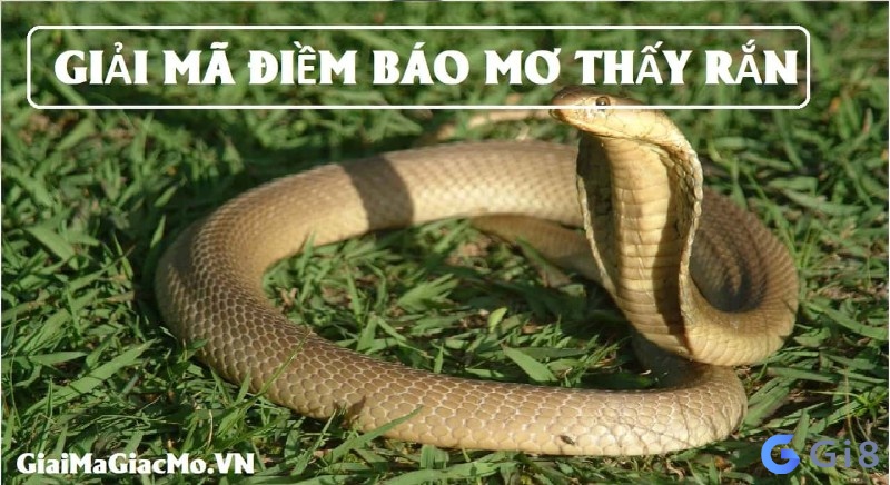 Mơ thấy rắn đánh con gì 