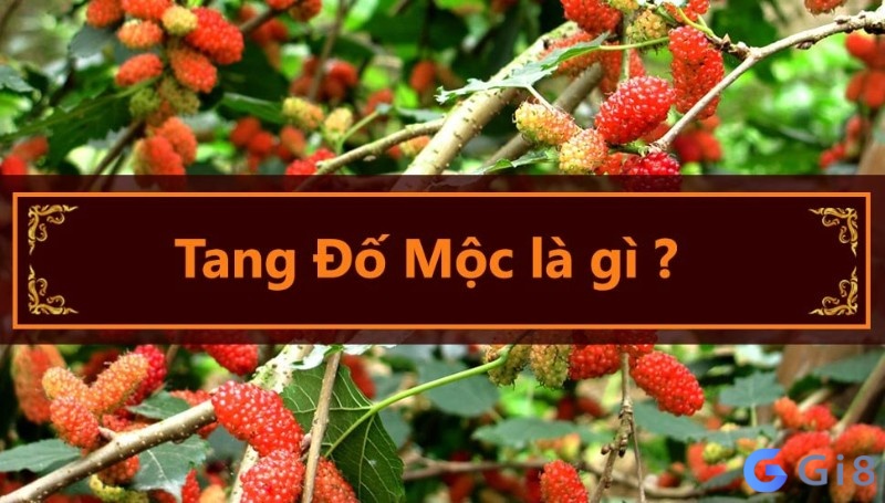 Tang đố mộc là gì?