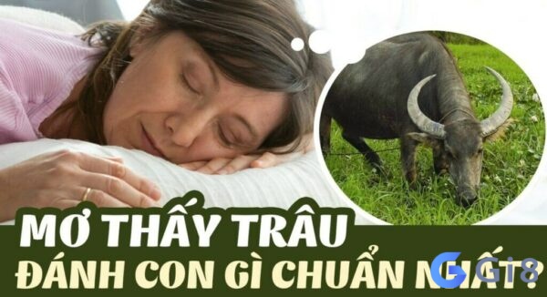 Mơ thấy giết trâu đánh con gì dễ trúng nhất?