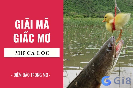 Giãi mã giấc mơ khi nằm chiêm bao thấy cá lóc