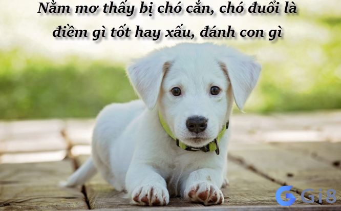 Chiêm bao thấy chó đánh số đề con nào cho may mắn