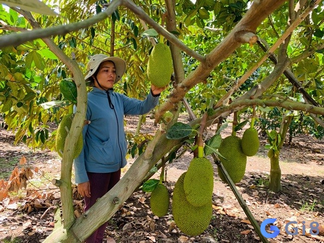 Đánh ngay con số tài lộc 43, 92 nếu ngủ mơ thấy mình hái rất nhiều mít chín