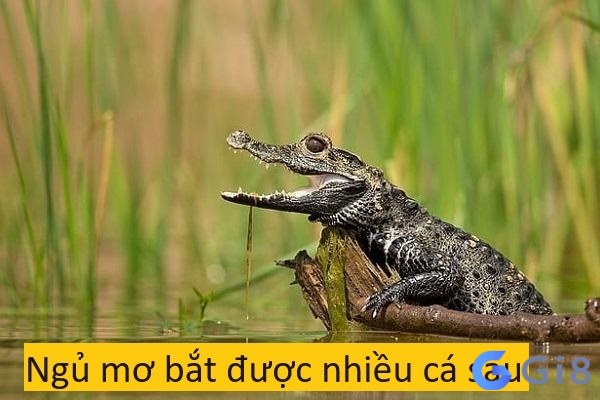 Ngủ mơ bắt được nhiều cá sấu