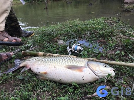 Mơ thấy cá to bị mắc kẹt trong một nơi nào đó phản ánh cảm giác bất lực hoặc bị giới hạn trong cuộc sống