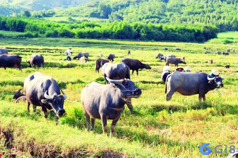 Mộng thấy trong giấc mơ xuất hiện một đàn trâu báo hiệu bạn sắp gặt hái thành công